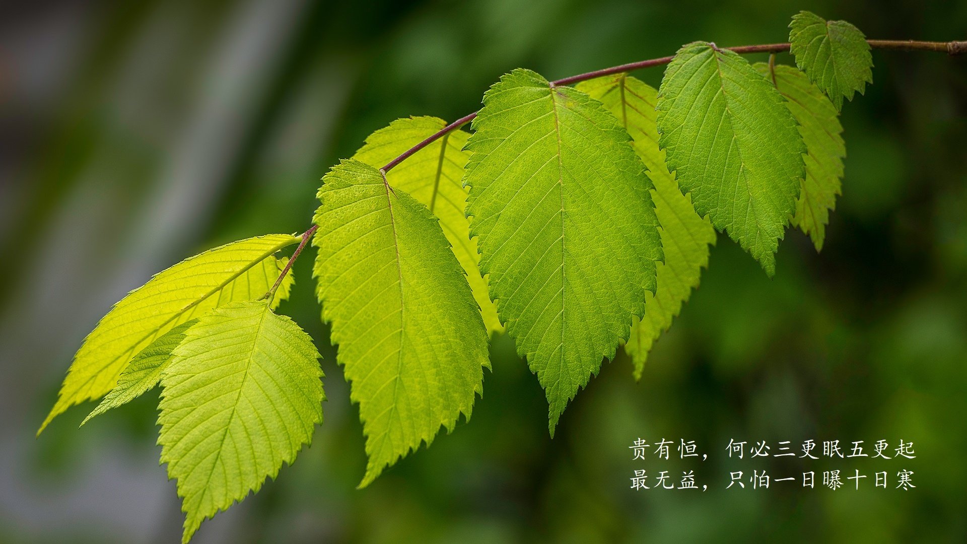 开云·Kaiyun网页版-全国青少年篮球“公益行走”系列活动广泛开展，2019全国青少年篮球特色学校