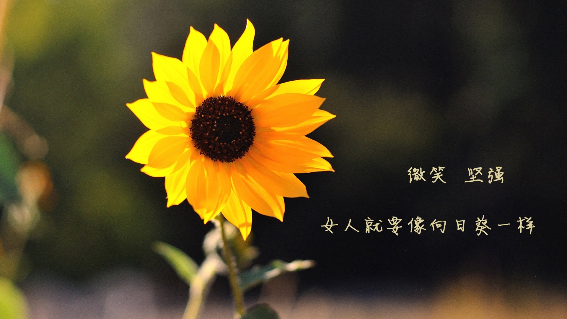 开云平台-欧洲杯豪门巅峰对决：实力与智慧并重，欧洲杯十大豪门球队